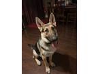 Adopt Zeus - Rehoming Post a German Shepherd Dog