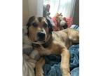 Adopt Richie Rich A Hound, Labrador Retriever
