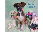 Adopt Peter Rabbit A Boxer, Collie