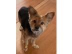 Adopt Milo A Yorkshire Terrier