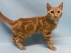 Adopt Oliver A Domestic Short Hair
