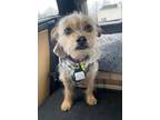 Adopt Paco a Yorkshire Terrier