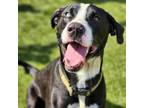 Adopt Onyx A Pit Bull Terrier