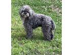Adopt Fuzzy A Poodle, Mixed Breed
