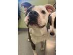 Adopt Pocket Change A American Staffordshire Terrier, Mixed Breed