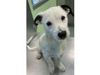 Adopt Long Furby A Parson Russell Terrier, Mixed Breed