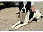Adopt Buster a Border Collie, Cattle Dog