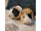 Adopt Brussel and Sprout a Guinea Pig, Abyssinian