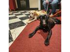 Adopt Heinz a Pit Bull Terrier, Black Labrador Retriever