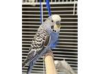 Adopt BLOSSOM A Parakeet (Other)