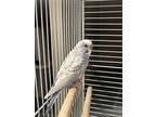 Adopt COOKIE A Parakeet (Other)