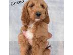 Creed (Brown/Tan Collar)