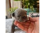 French Bulldog Puppy for sale in Norfolk, NE, USA