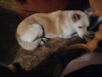 Adopt Shadow a Tan/Yellow/Fawn Husky / Mixed dog in Columbus, NE (37666672)