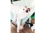 Adopt Cat 23008# (Elsa) A Siamese (short Coat) Cat In Parlier, CA (37671250)