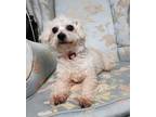 Adopt Lola a White Miniature Poodle / Mixed Breed (Small) / Mixed dog in