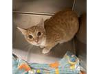 Adopt Blondie a Orange or Red Domestic Shorthair / Mixed cat in Spokane