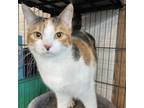 Adopt Cherry A Calico Or Dilute Calico Domestic Shorthair / Mixed Cat In