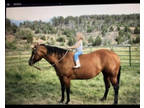 Quarter horse bay mare, child & husband proof,