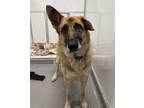 Adopt Athena a German Shepherd Dog / Mixed dog in Sheboygan, WI (37672514)
