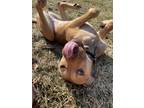 Adopt Hazel a Brown/Chocolate - with Black American Pit Bull Terrier / American