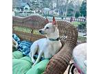 Adopt Lilly (NC) a White - with Tan, Yellow or Fawn Rat Terrier / Mixed dog in