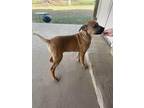 Adopt URGENT Lily a Labrador Retriever / Boxer / Mixed dog in Scottsboro