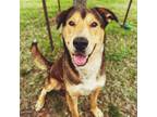 Adopt Forrest a Black - with Tan, Yellow or Fawn German Shepherd Dog / Labrador