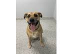 Adopt Sage a Boxer / Mixed dog in Barrie, ON (37672202)