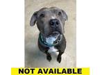 Adopt Marvin a Gray/Blue/Silver/Salt & Pepper American Pit Bull Terrier / Mixed