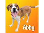 Adopt Abby a St. Bernard dog in Cortland, NY (37672185)