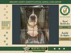 Adopt Marco a Mixed Breed (Medium) / Mixed dog in Melbourne, FL (37672168)