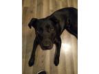Adopt Miles A Black - With White Labrador Retriever / Mixed Dog In Grand Rapids