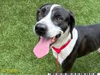 Adopt MELVIN a Black - with White Pointer / Mixed dog in West Palm Beach