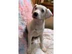 Adopt Snow a Catahoula Leopard Dog / Terrier (Unknown Type