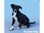 Adopt Rooster Roy a Terrier (Unknown Type, Small) / Labrador Retriever / Mixed