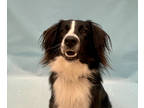 Adopt Andi A Black Australian Shepherd / Mixed Dog In Coon Rapids, MN (37671945)