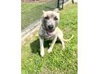 Adopt Rocky a Tan/Yellow/Fawn Cane Corso / Mixed dog in New Orleans
