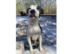 Adopt Rascal a White - with Gray or Silver American Pit Bull Terrier / Mixed dog