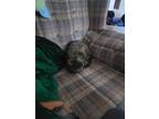 Adopt Espurr a Brown Tabby Domestic Shorthair / Mixed cat in Kokomo