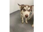 Adopt Cubby a Siberian Husky / Mixed dog in Lincoln, NE (37671909)