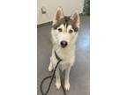 Adopt Zayn a Siberian Husky / Mixed dog in Lincoln, NE (37671908)