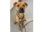 Adopt Scooby a Boxer / Mixed dog in Lincoln, NE (37671906)