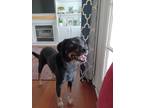 Adopt Beesley A Black - With Tan, Yellow Or Fawn Australian Cattle Dog Dog In