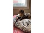 Adopt Blankie a Spotted Tabby/Leopard Spotted American Bobtail / Mixed (medium