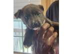 Adopt Jetboat Jackson a Catahoula Leopard Dog / Border Collie / Mixed dog in El