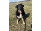 Adopt Piper a Black Shepherd (Unknown Type) / Mixed dog in Everett