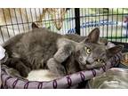Adopt Irina a Gray or Blue Russian Blue (short coat) cat in Palo Cedro