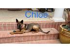 Adopt Chloe a Black - with Tan, Yellow or Fawn Belgian Malinois dog in Pleasant
