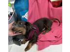 Adopt Louie a Brown/Chocolate Dachshund dog in Cedartown, GA (37669411)
